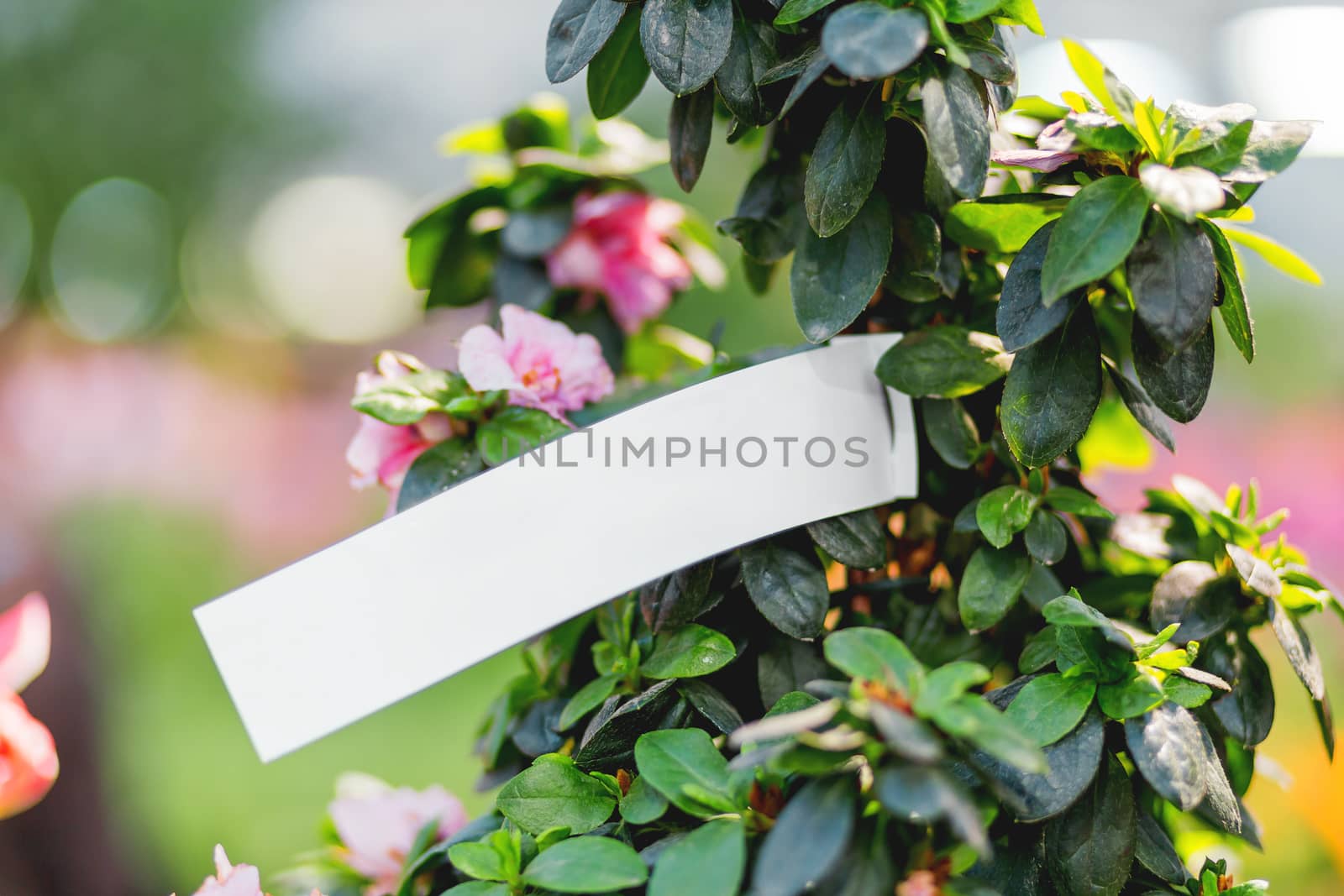 Natural background with blooming Azalea Indica Terra Nova. Spring sunny day in garden. Place for text.