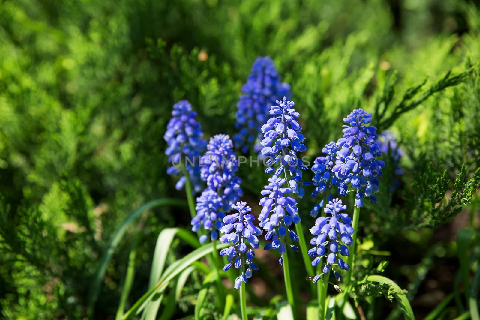 Muscari flowers. Deep blue flowers on green natural background. Sunny summer morning in garden.
