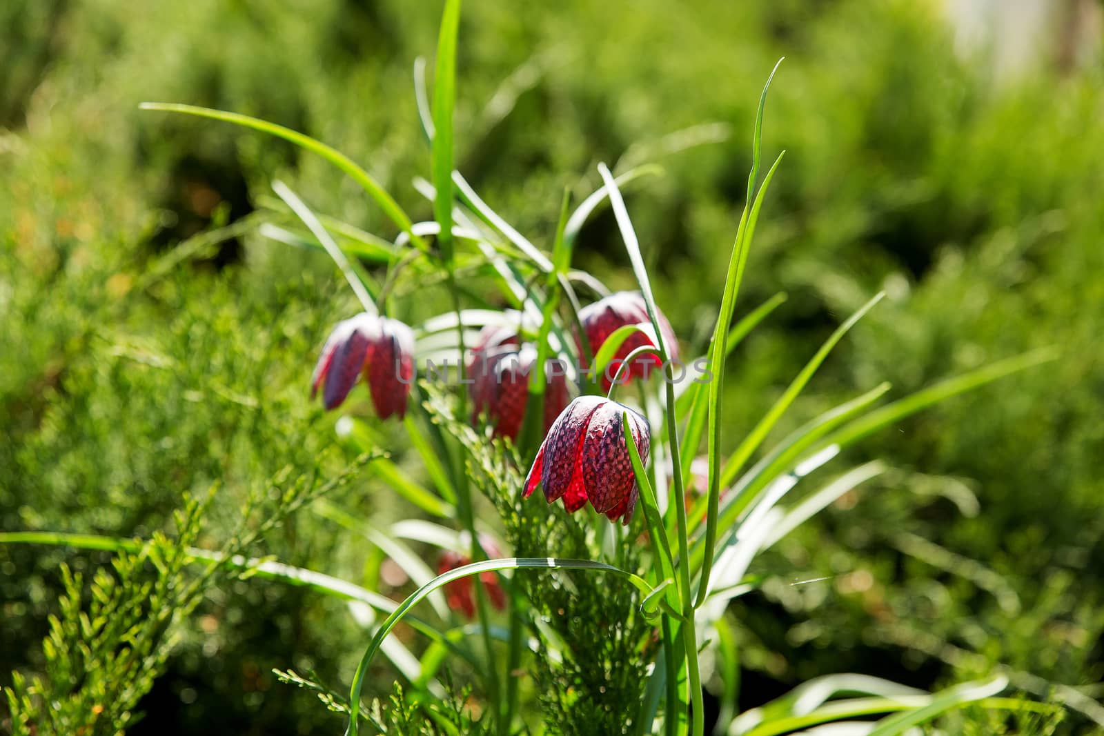 Fritillaria (plant in the lily family). White flowers on green natural background. Sunny summer morning in garden.