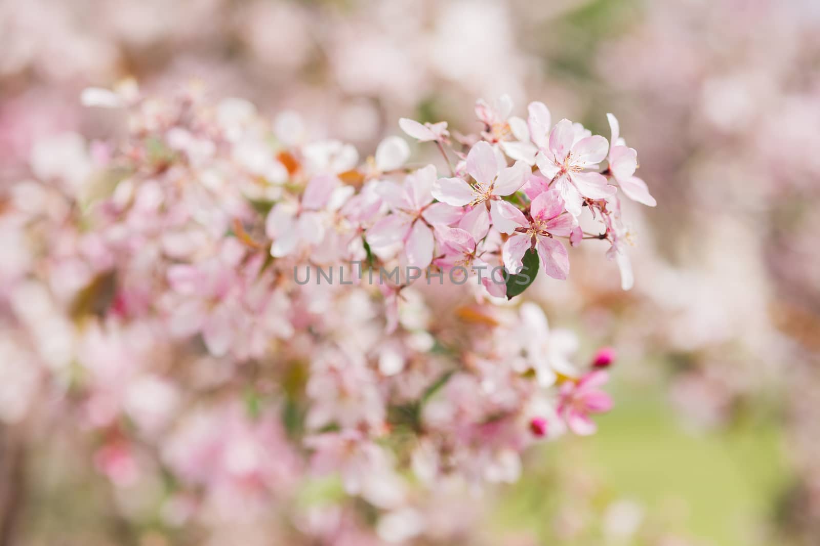 Natural spring background with pink plum tree flowers.