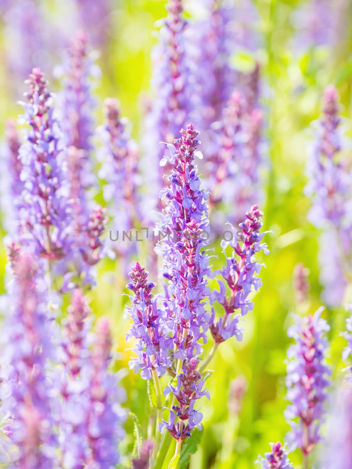 Natural summer background with blooming Woodland Sage (Balkan clary, Salvia nemorosa). Russia. by aksenovko