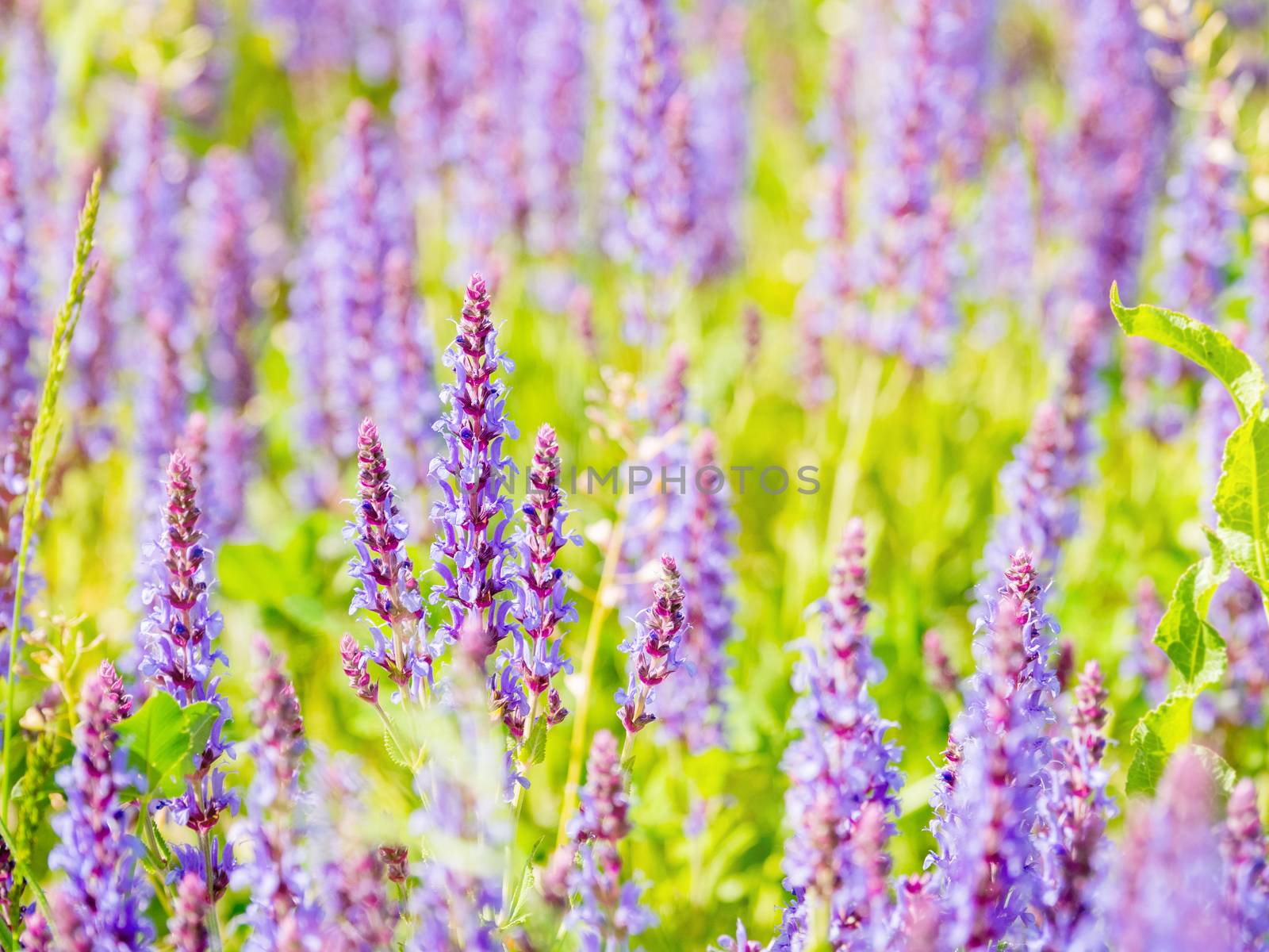 Natural summer background with blooming Woodland Sage (Balkan clary, Salvia nemorosa). Russia.