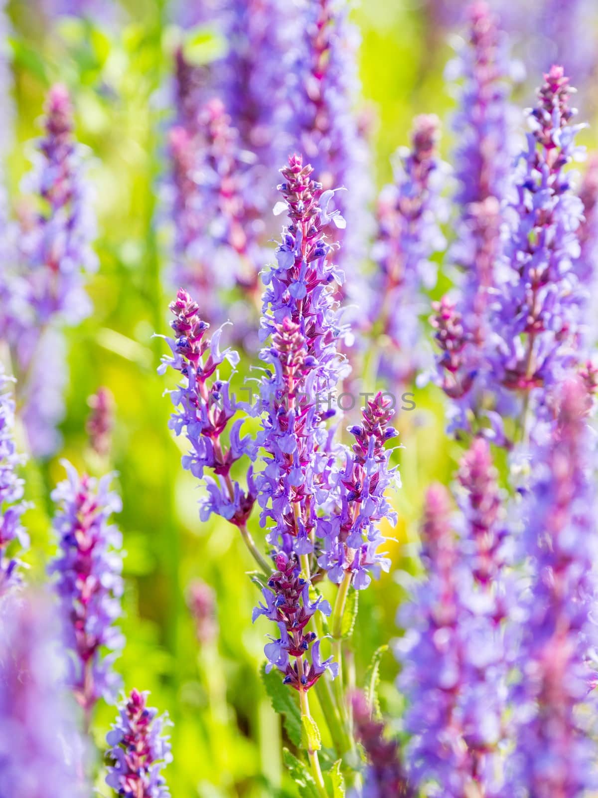 Natural summer background with blooming Woodland Sage (Balkan clary, Salvia nemorosa). Russia.