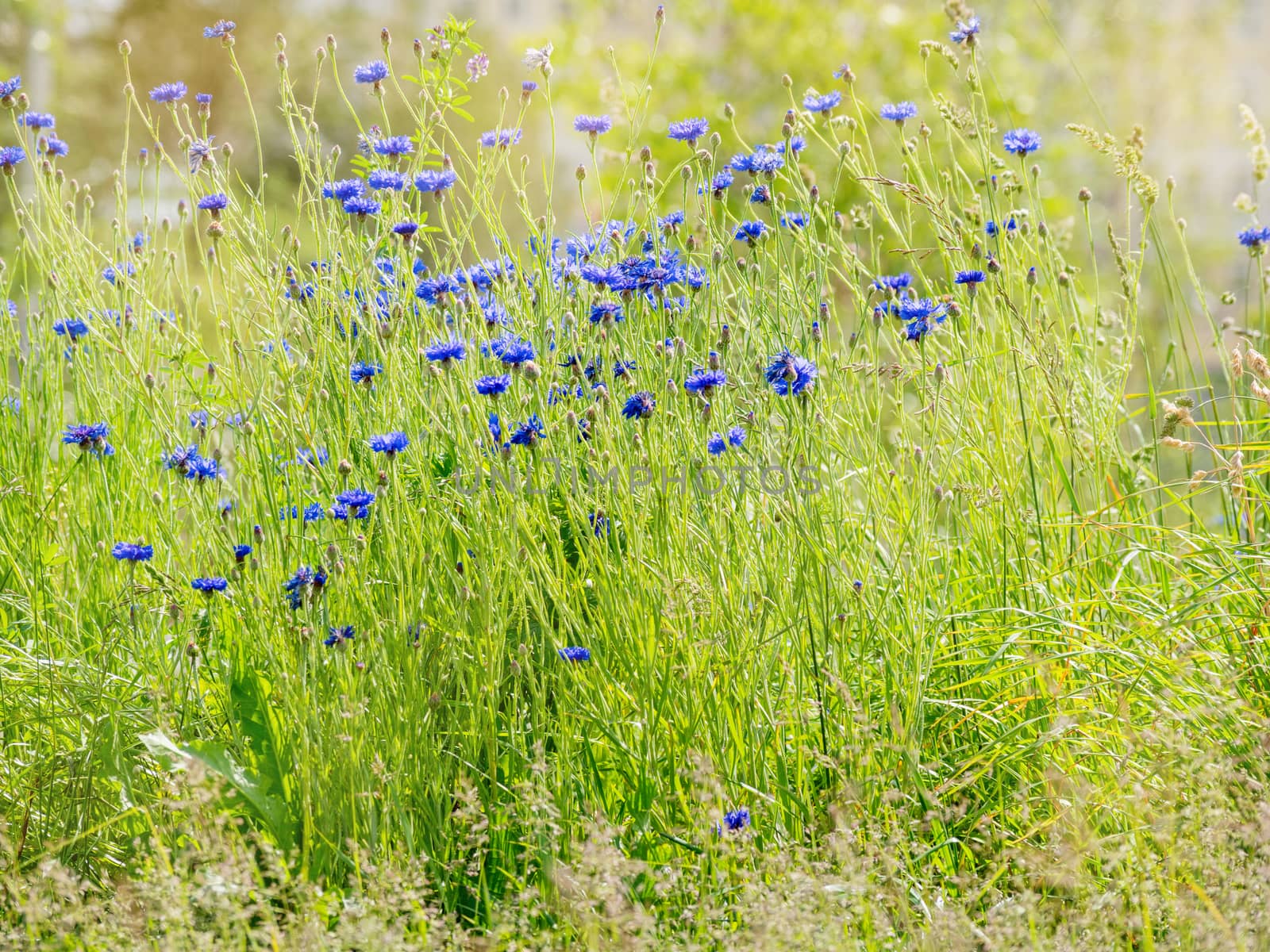Natural summer background with blooming blue Centaurea cyanus (Cornflower or Bachelor's button). Russia.