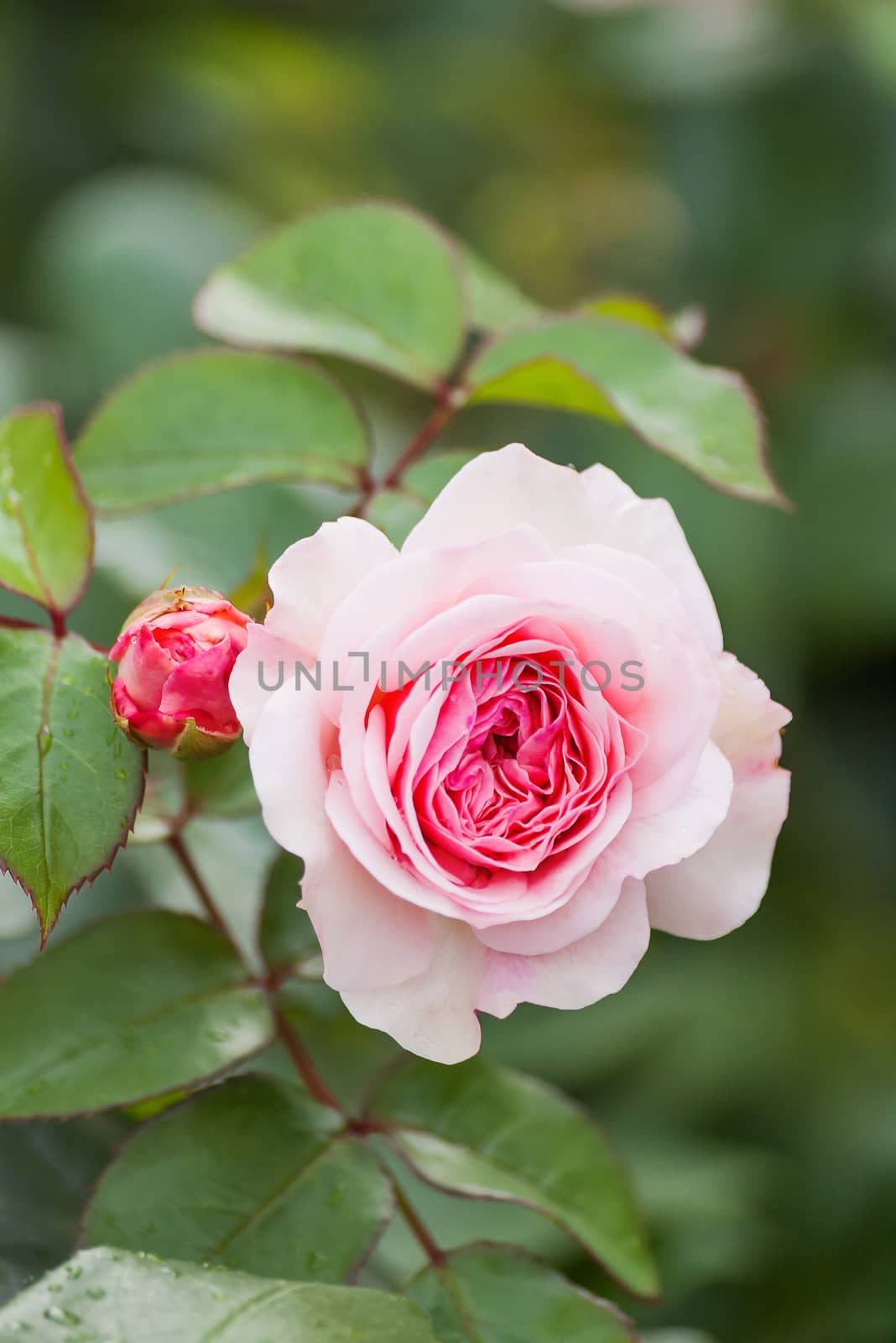 Natural summer background with David Austin pink rose. Beautiful blooming flower on green leaves background. by aksenovko