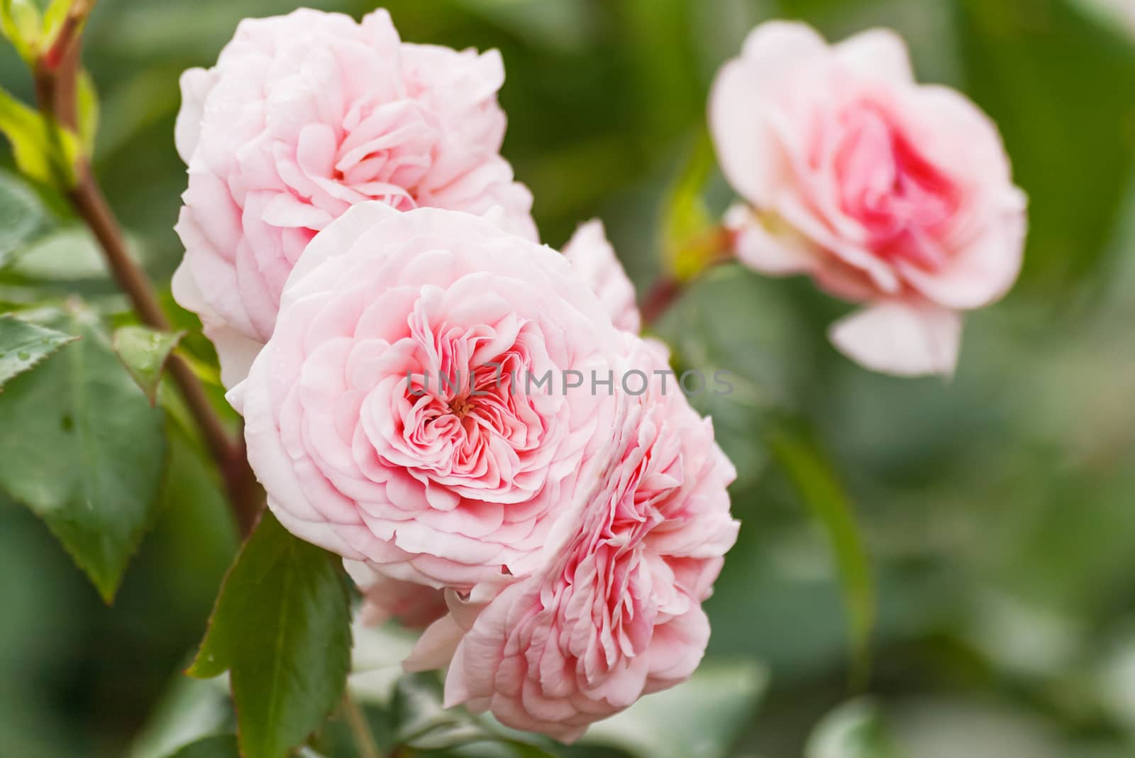 Natural summer background with David Austin pink rose. Beautiful blooming flower on green leaves background.