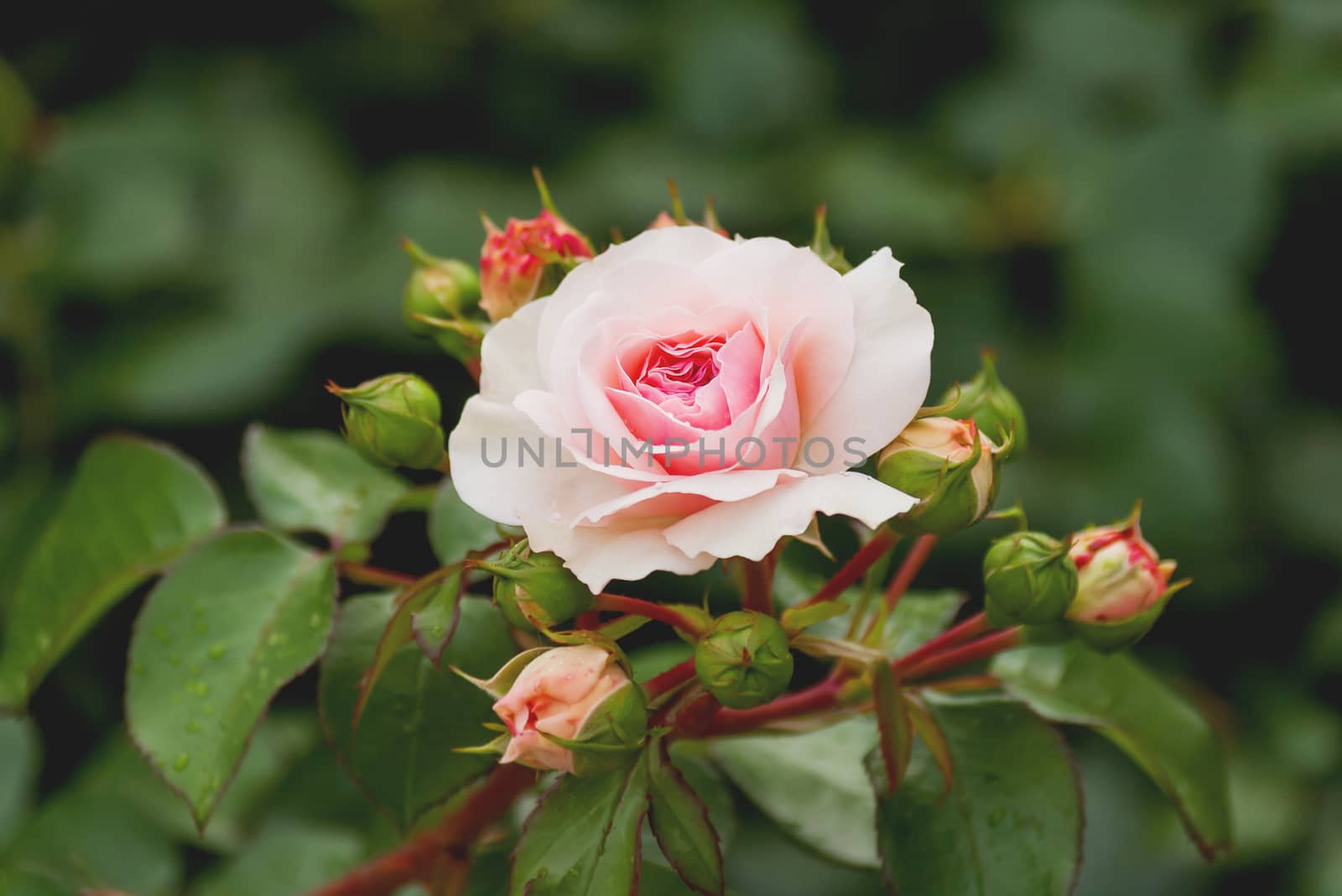 Natural summer background with David Austin pink rose. Beautiful blooming flower on green leaves background.