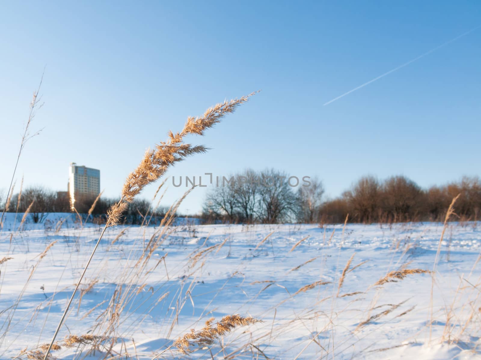 Sunny winter day in public town park. Snow field with dried grass. Clear blue sky with inversion track of the aircraft, vapor exhaust from aircraft. Moscow, Russia.