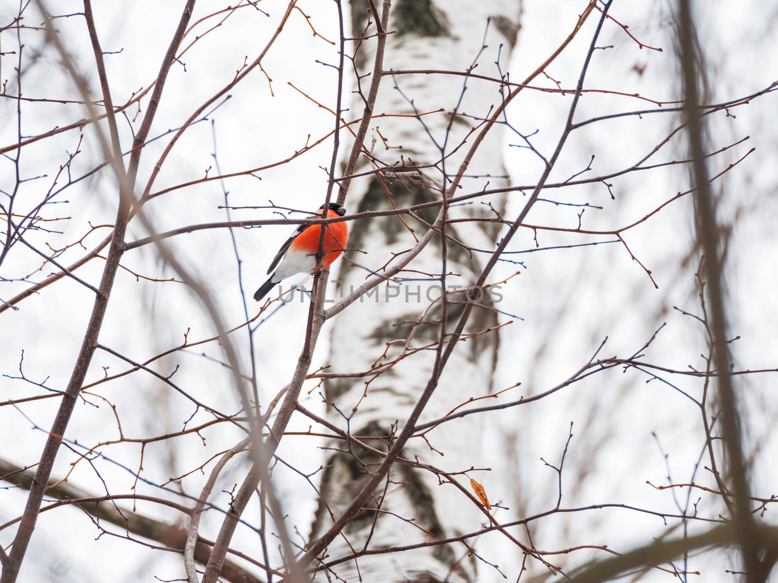 Natural winter background - frozen branches and male bullfinch. Russia.