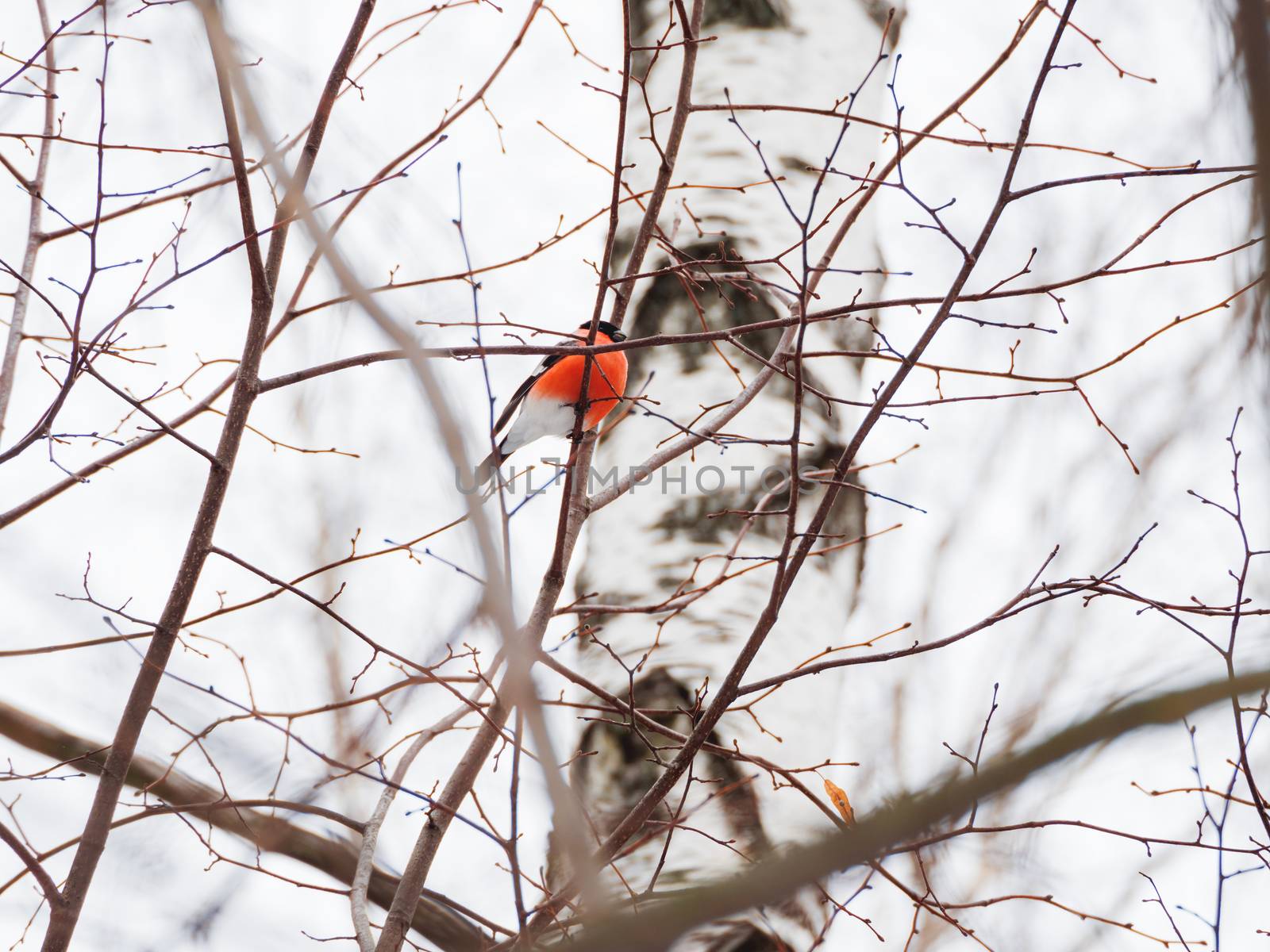 Natural winter background - frozen branches and male bullfinch. Russia.