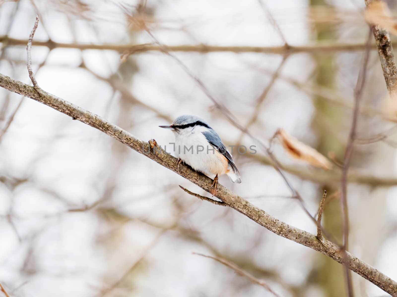 Eurasian nuthatch or wood nuthatch (Sitta europaea). Colorful bird in winter forest.