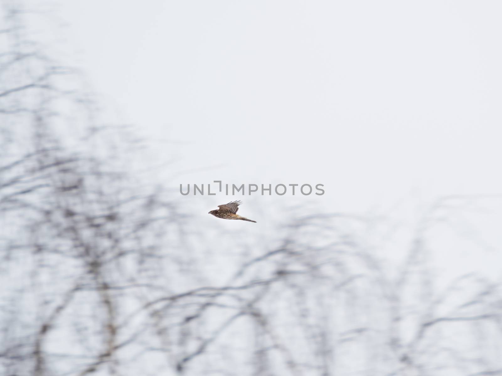 Falcon flying over winter forest. Losiny Ostrov National Park. Elk Moose Island in Moscow, Russia.