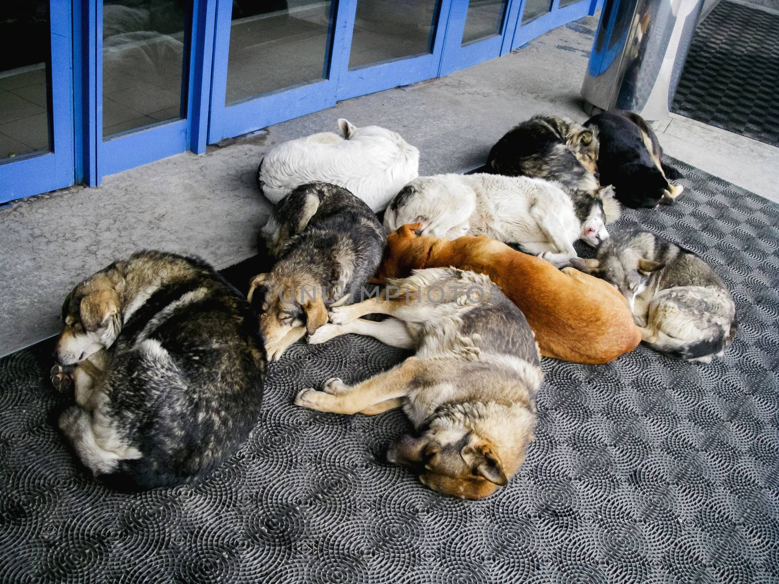 Stray dogs are sleeping in front of shopping mall doors. Homeless animals are dozing on rubber mats outdoors. Moscow, Russia.