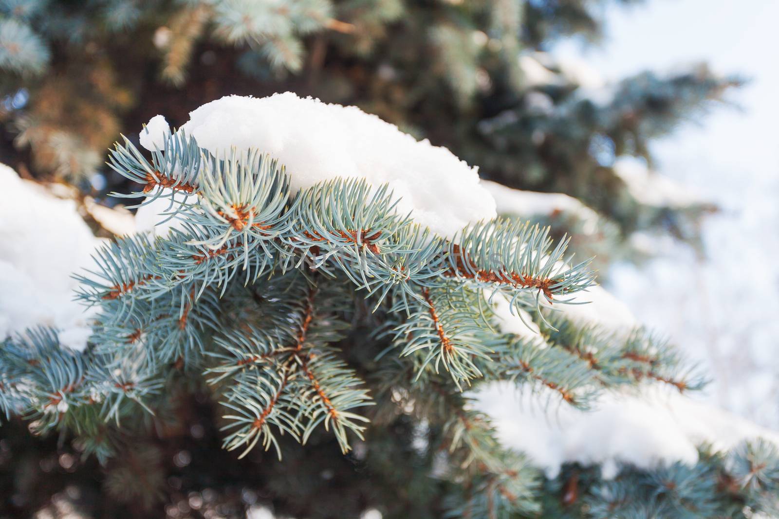 Natural winter background with frozen pinetree branch. Snow lies on needles. Winter sunny day.