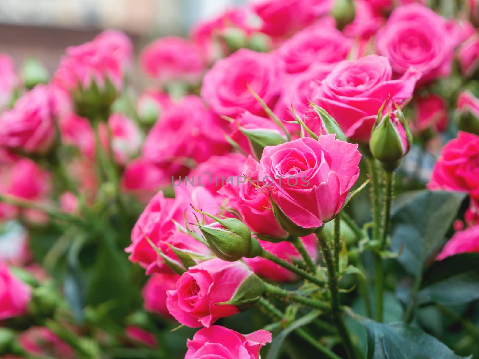 Natural summer background with pink roses. Beautiful blooming flower on green leaves background.