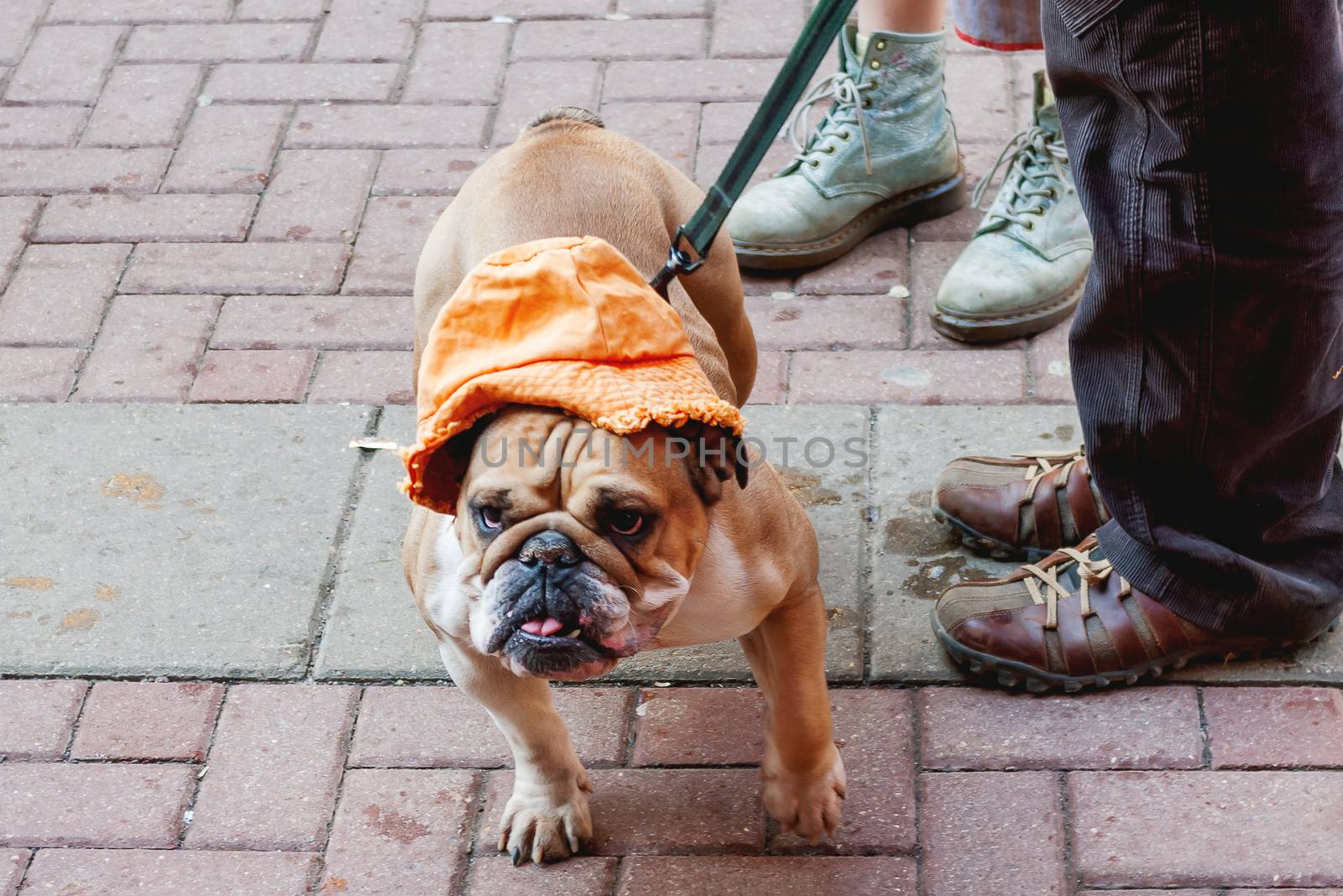 Bulldog in funny orange panama hat. Dog on a leash staying next to feet of owners.