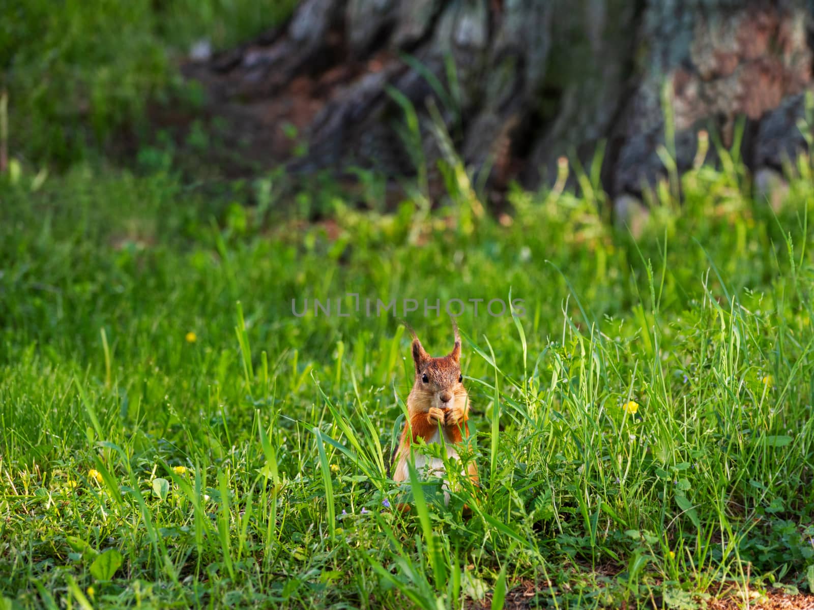 Ginger squirrel sits in green grass. Rodent eating a nut. Spring natural background.