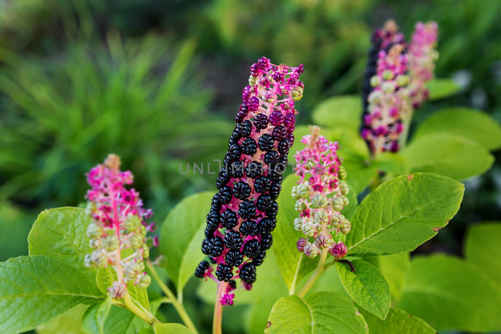 Phytolacca (pokeberry) flower. Natural summer background with flowers and leaves.