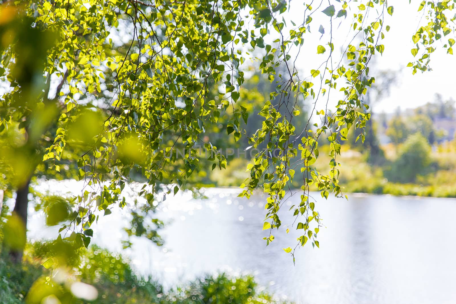 Natural summer background - bright green birch leaves above sparkling water. Moscow, Russia.