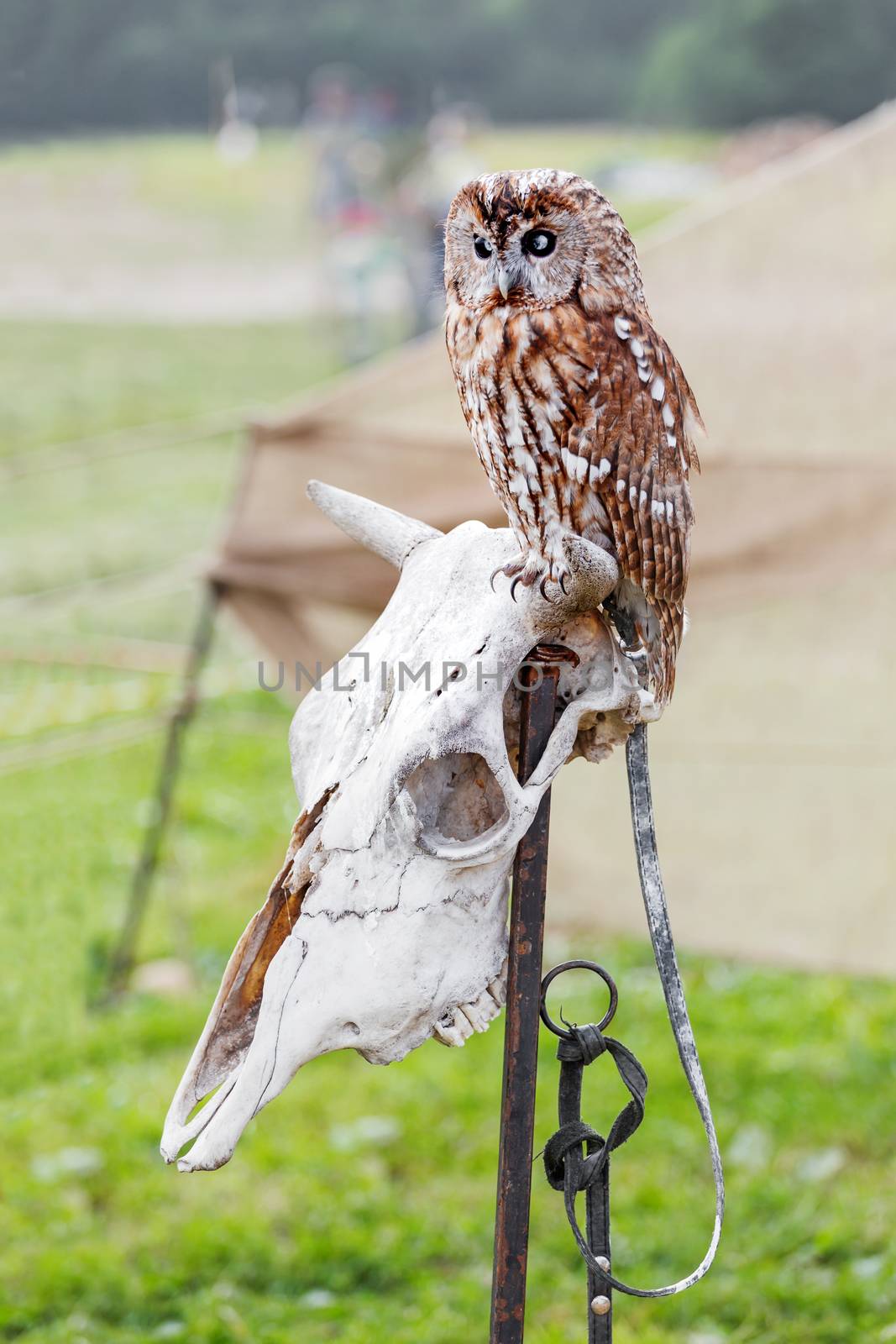 Brown owl sitting on old cow skull.