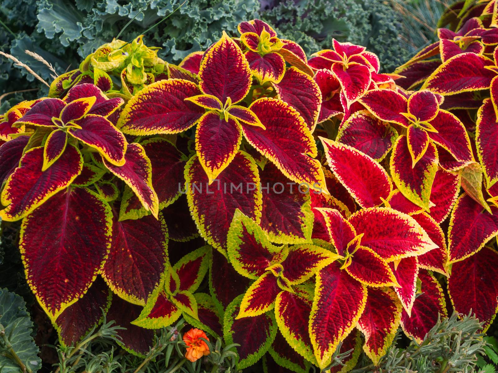 Bright leaves of Coleus (Plectranthus scutellarioides) in outdoor flower bed.