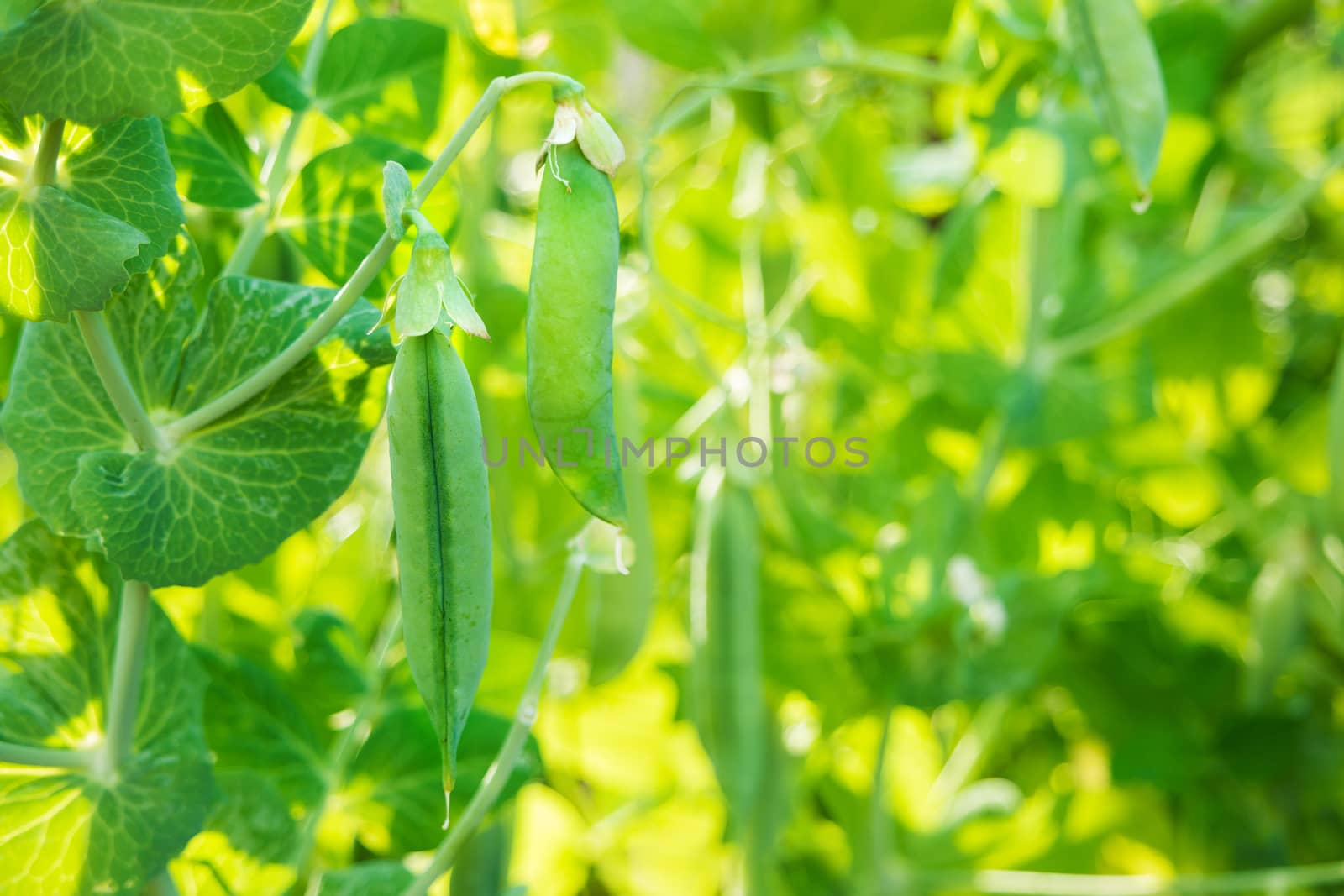 Bush of peas with ripe pods in sunny day. Natural summer background. Place for text.
