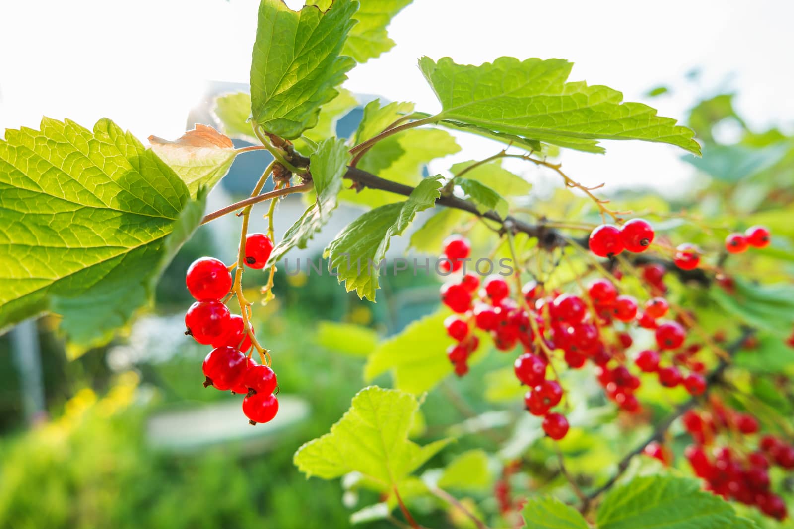 Bush of red currant with ripe berries in sunlight. Natural garden background.