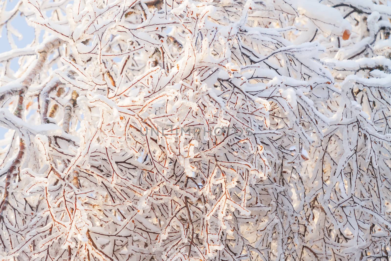 Winter background with frozen tree branches. Sunny day in forest.