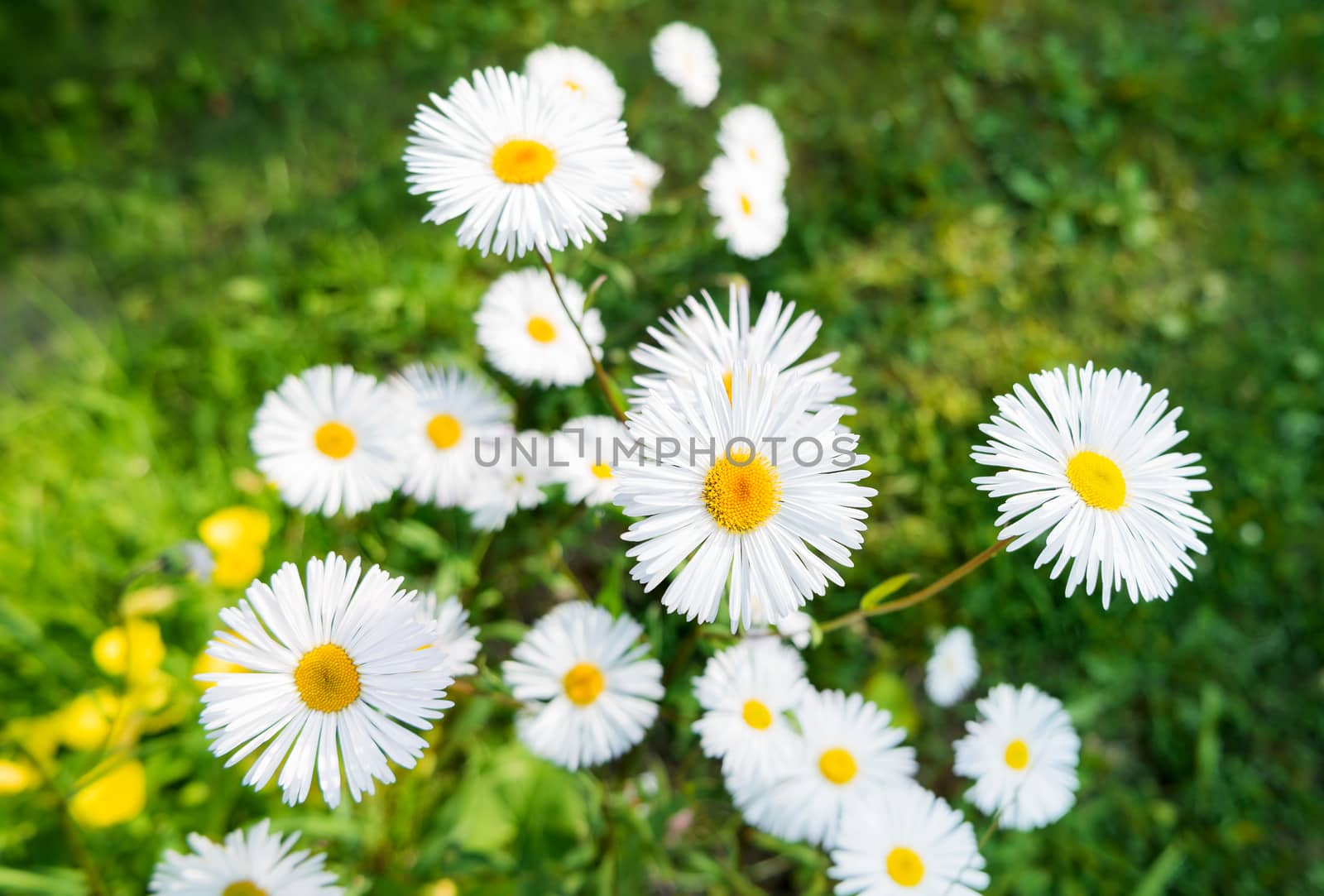 Natural summer background with daisies. Bright flowers in green grass.