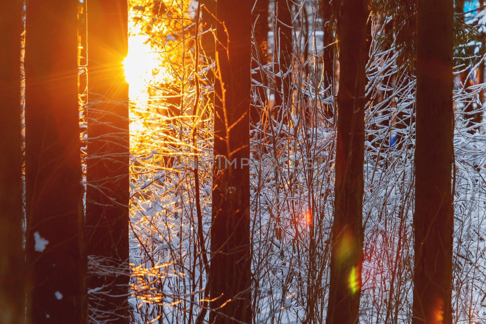 Sunset in winter forest. Sunlight among trees. Natural seasonal background.