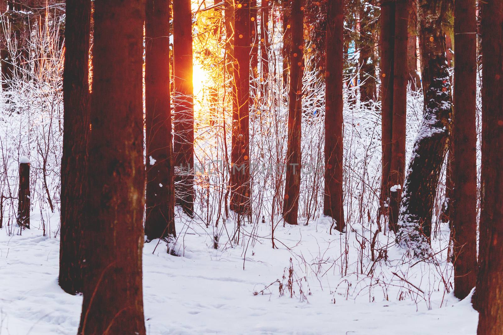 Sunset in winter forest. Sunlight among trees. Natural seasonal background.