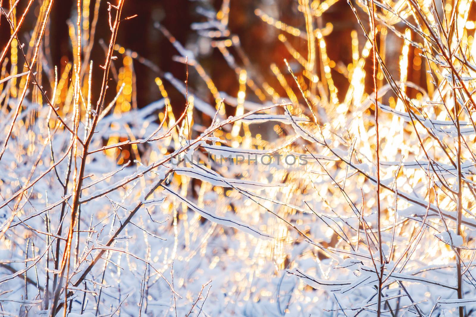 Sunset in winter forest. Sunlight among trees. Natural seasonal background.