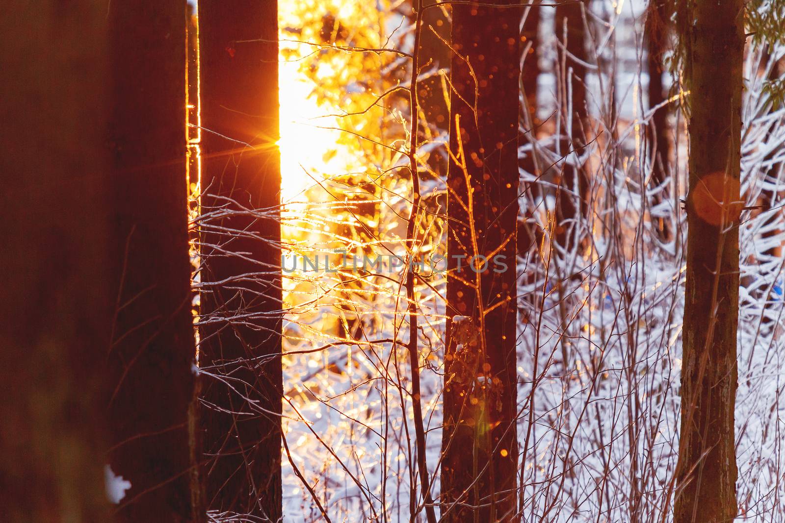 Sunset in winter forest. Sunlight among trees. Natural seasonal background.
