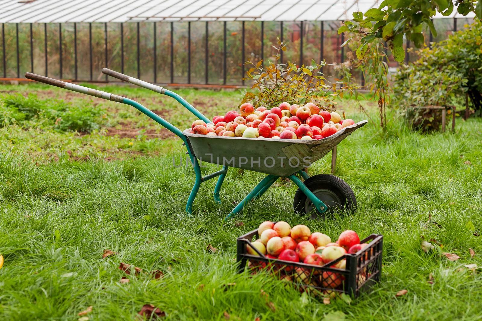 Autumn harvest - wheelbarrow and crate full of apples.