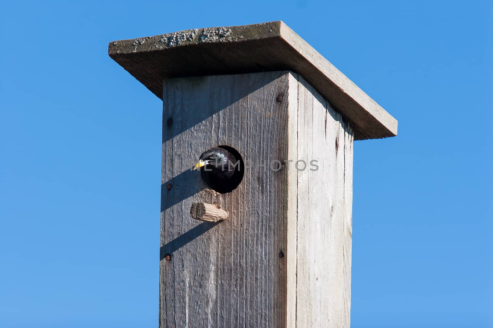 Starling looks out of handmade birdhouse. Clear blue sky in sunny day.
