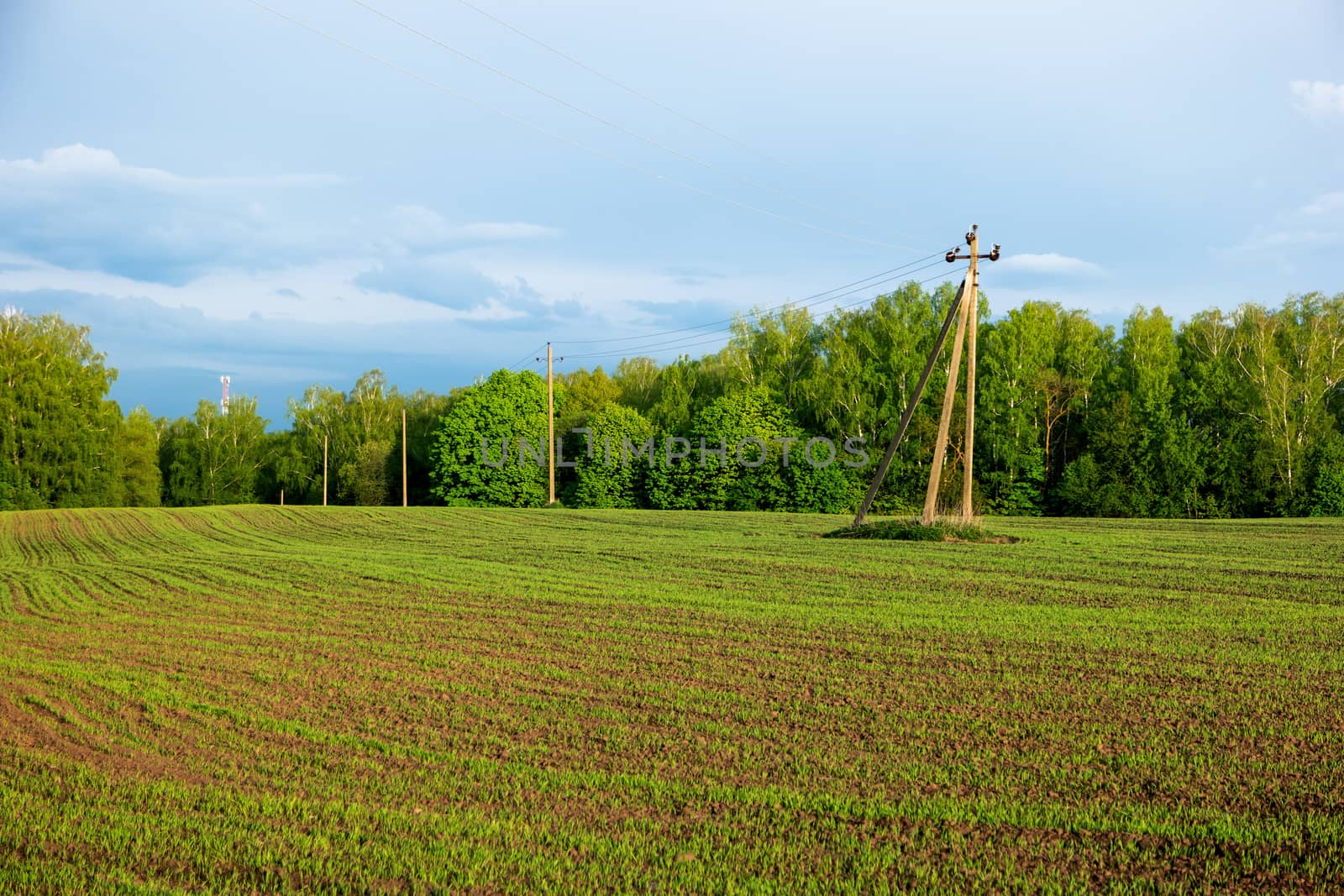 Countryside field natural background. Green grass and blue sky. Cloudscape in sunny day. Russia.