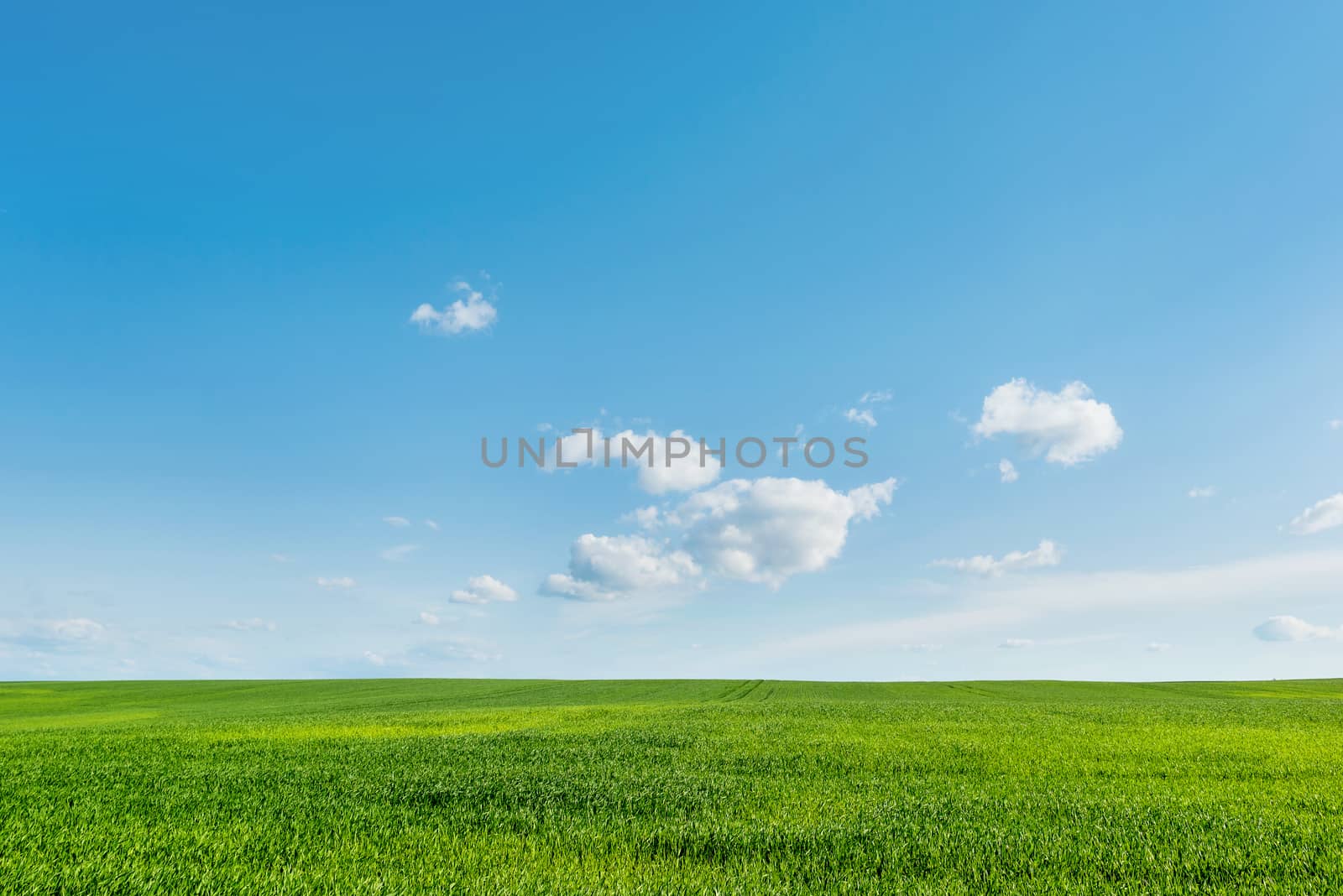 Countryside field natural background. Green grass and blue sky. Cloudscape in sunny day. Russia.