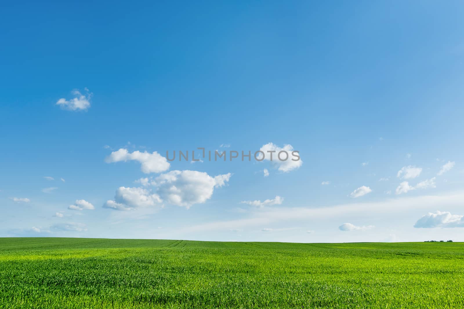Countryside field natural background. Green grass and blue sky. Cloudscape in sunny day. Russia.
