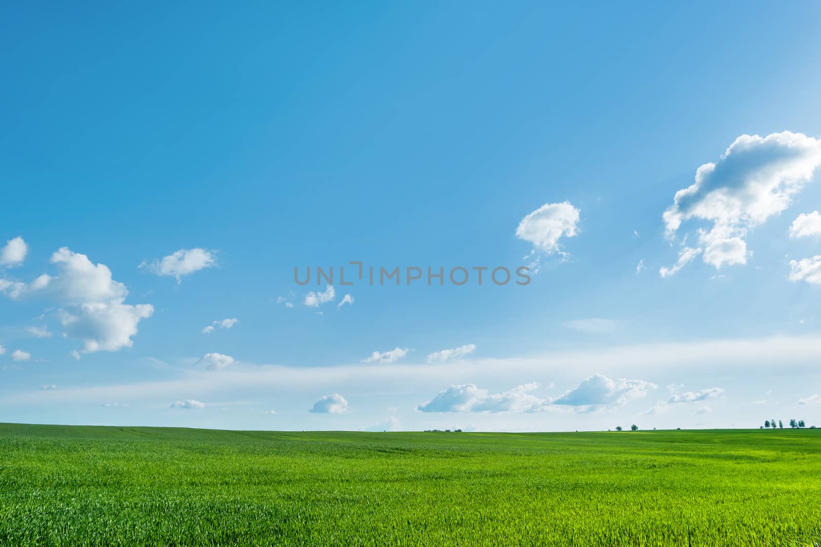 Countryside field natural background. Green grass and blue sky. Cloudscape in sunny day. Russia.