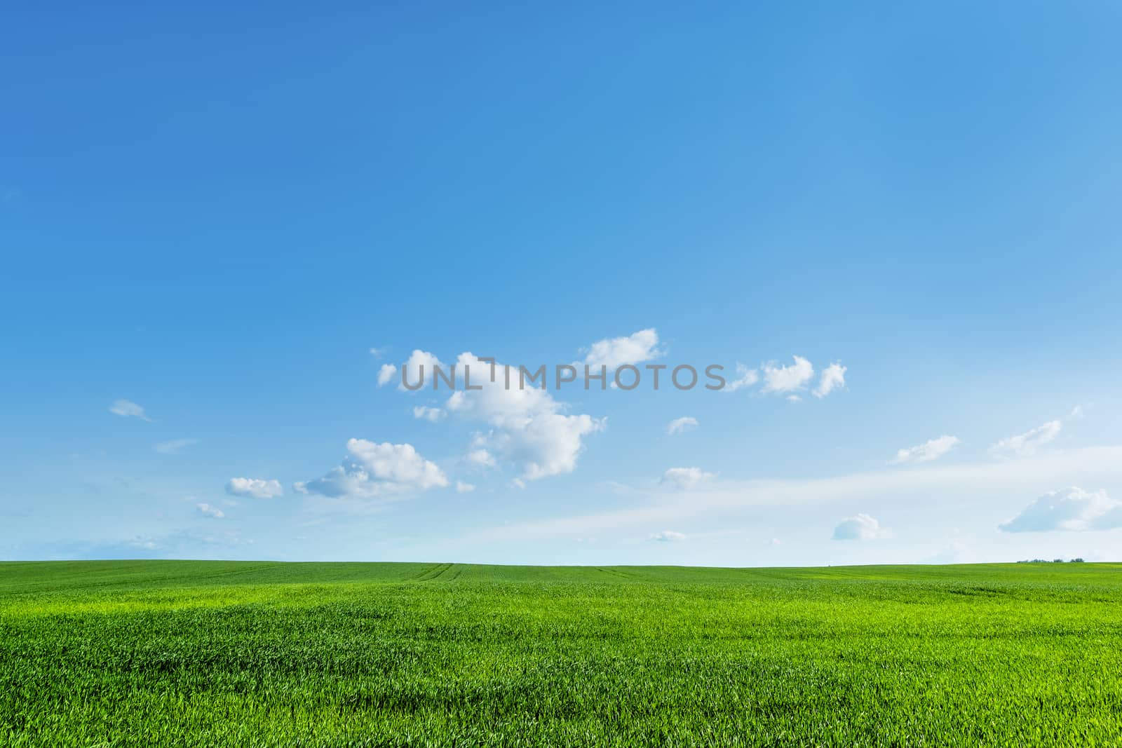 Countryside field natural background. Green grass and blue sky. Cloudscape in sunny day. Russia.