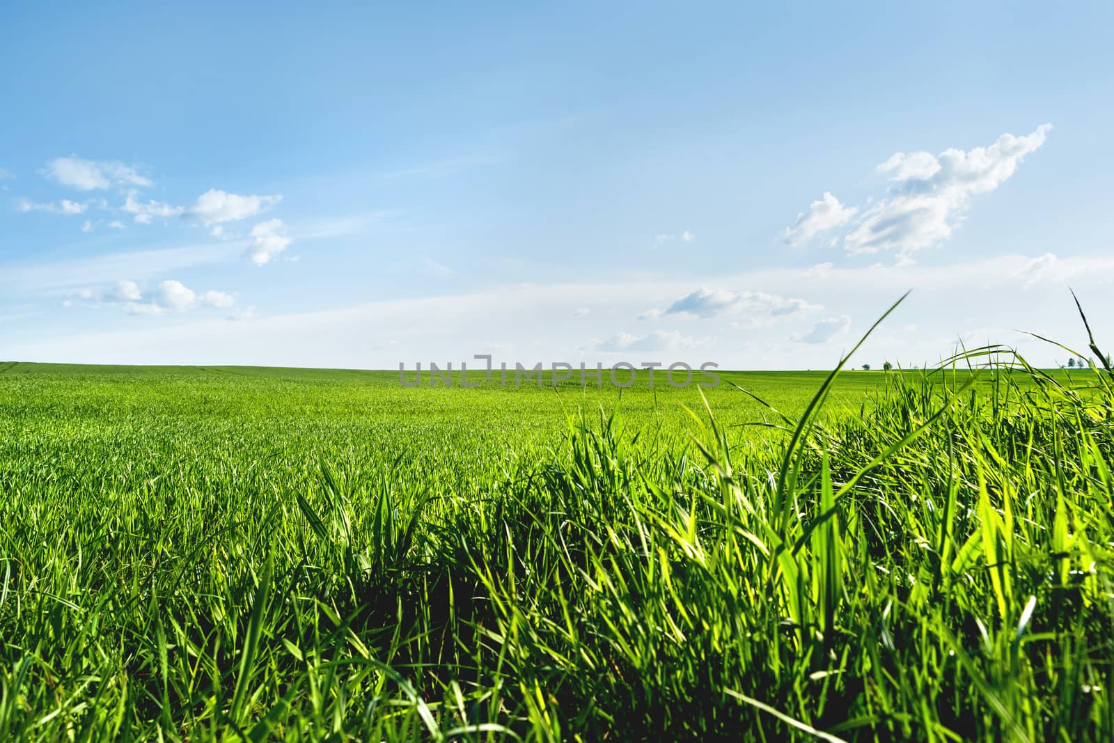 Countryside field natural background. Green grass and blue sky. Cloudscape in sunny day. Russia.