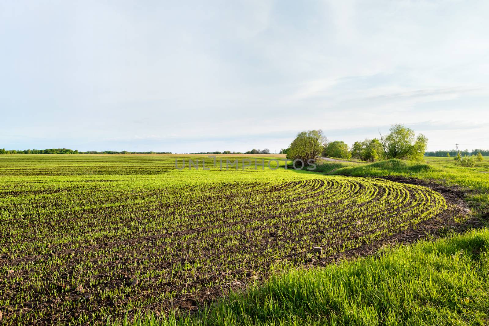 Countryside field natural background. Green grass and blue sky. Cloudscape in sunny day. Russia.