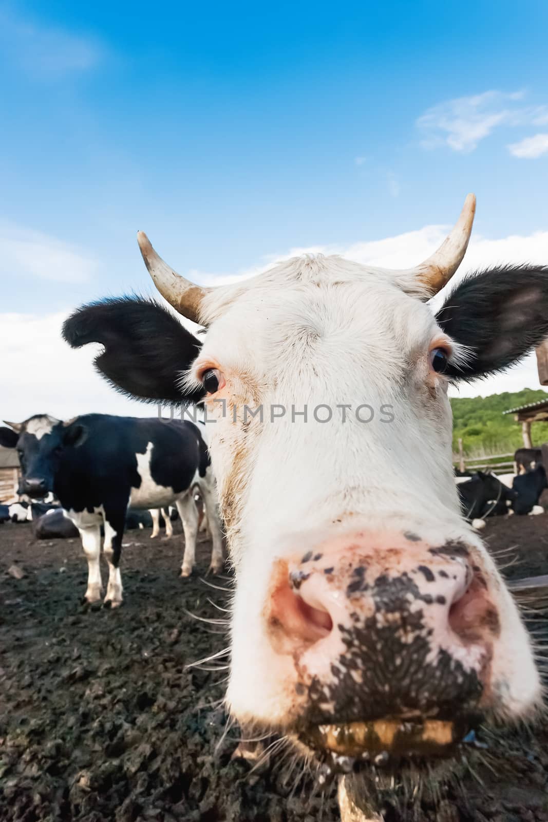 Cow pokes its nose into the camera. Funny photo of domestic farm animal. by aksenovko