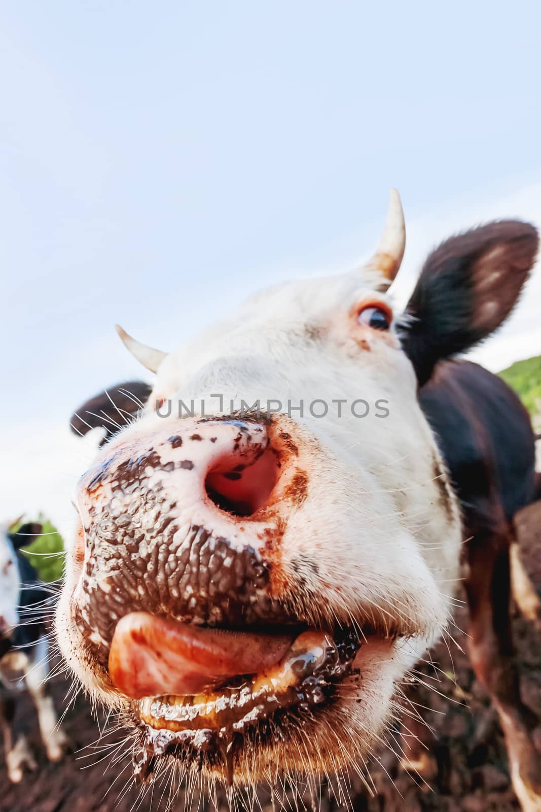 Cow pokes its nose into the camera and licks. Funny photo of domestic farm animal.