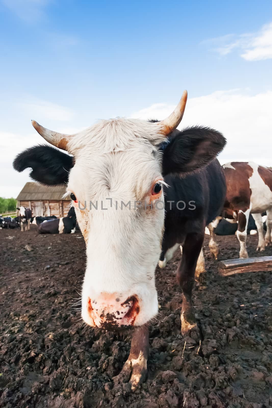 Cow pokes its nose into the camera. Funny photo of domestic farm animal.