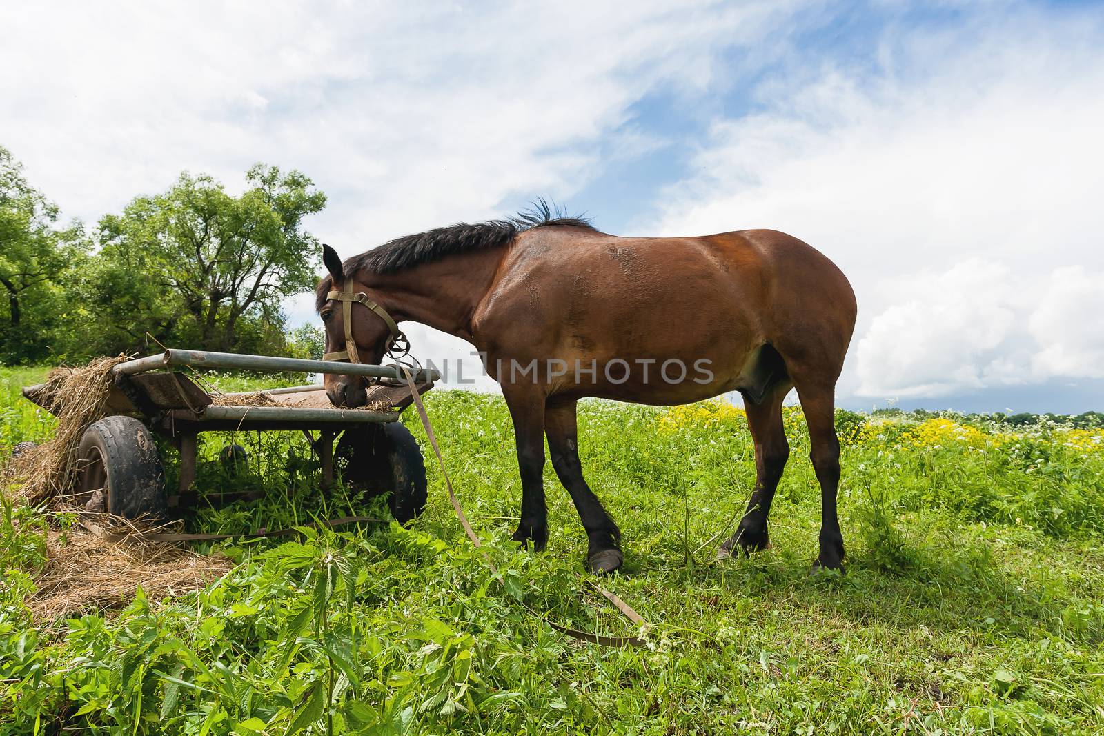 Natural rural background with farm animal - chestnut horse grazing on the field. Russia.