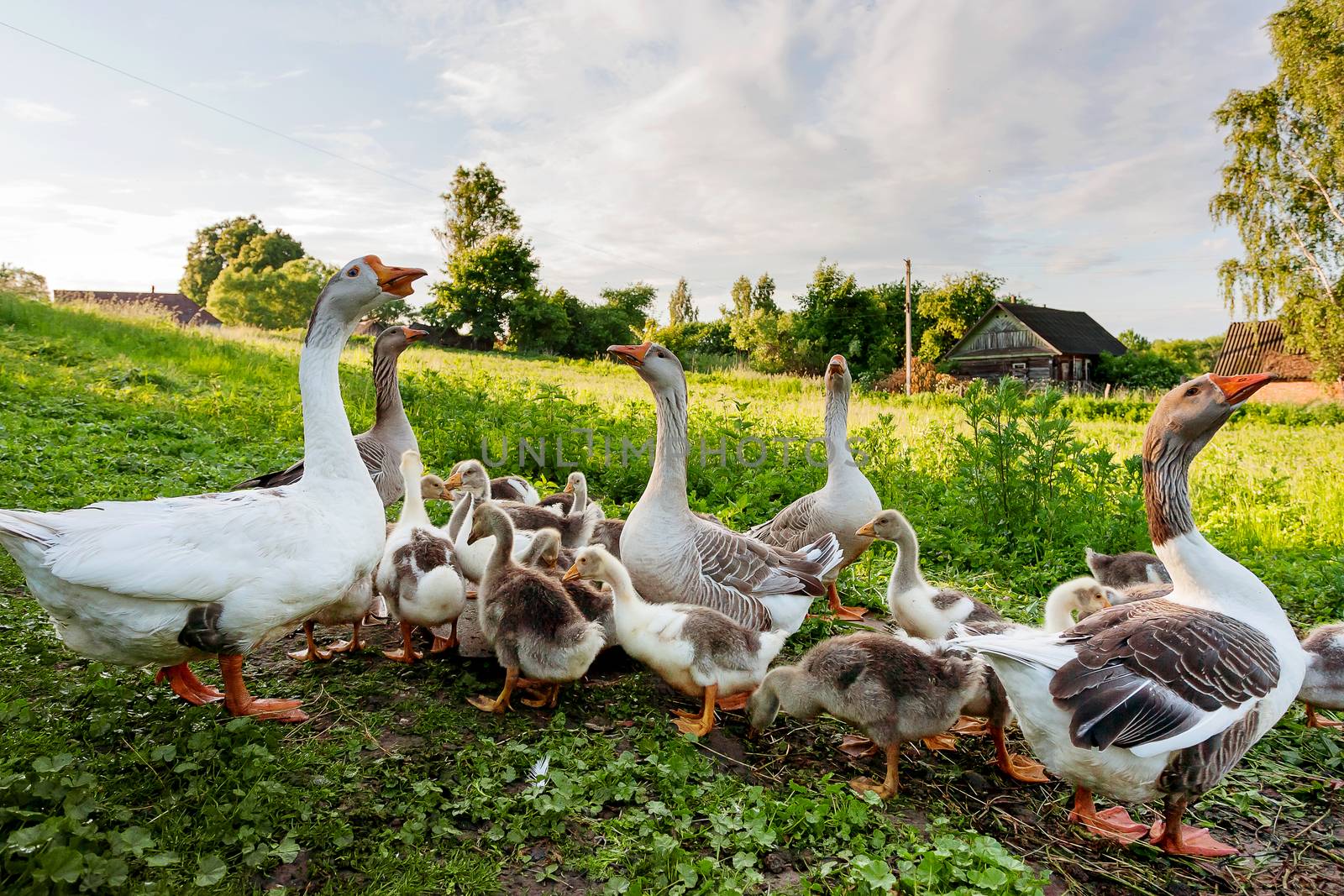 Rural scene - geese with a brood of goslings. Natural background with domestic poultry in village. Russia.