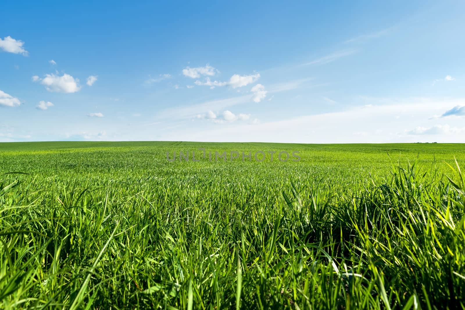 Countryside field natural background. Green grass and blue sky. Cloudscape in sunny day. Russia.
