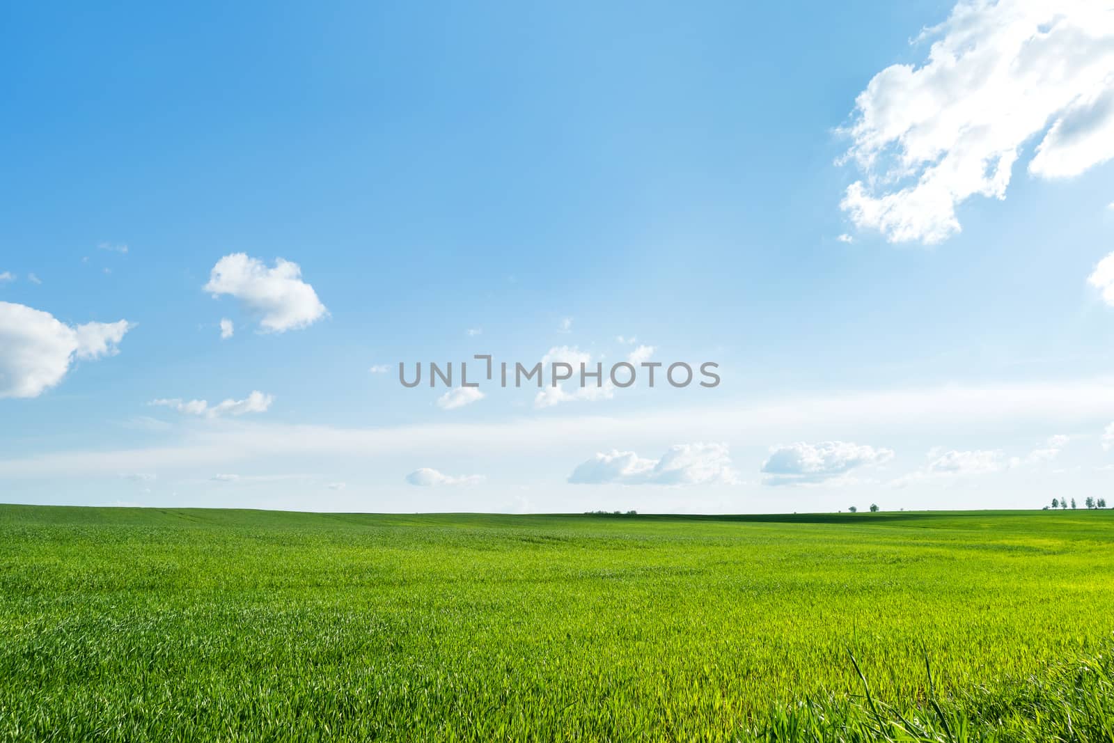 Countryside field natural background. Green grass and blue sky. Cloudscape in sunny day. Russia.