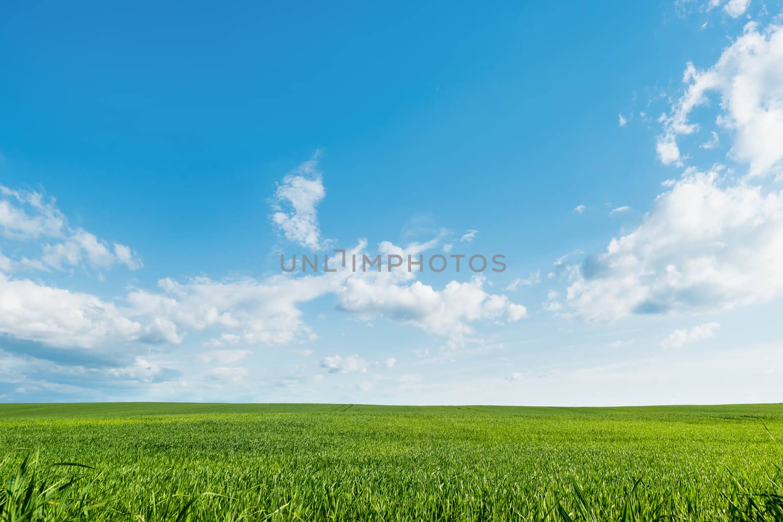 Countryside field natural background. Green grass and blue sky. Cloudscape in sunny day. Russia.